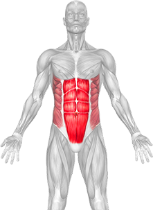 Abs Muscles Targeted