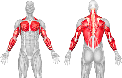 Arms, Chest and Back muscles