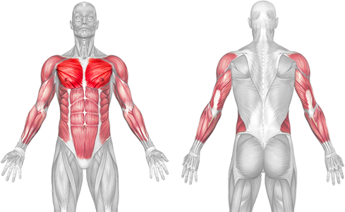 Chest, Arms, Shoulder and Core Muscles