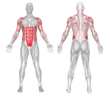 Target Muscle Group