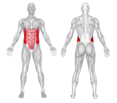Muscle Group Image