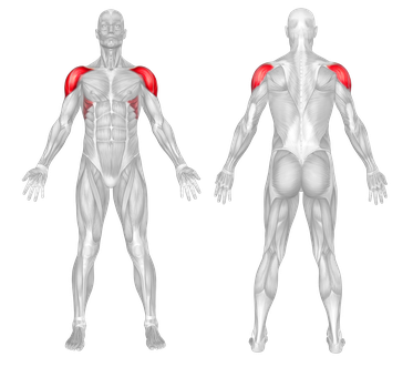 Target Muscle Group