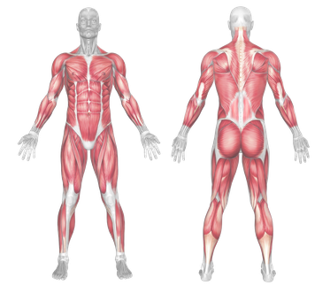 Full Body Muscle Groups