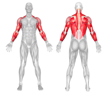 Target Muscle Group