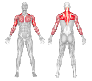 Target Muscle Group