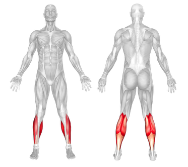 Target Muscle Group