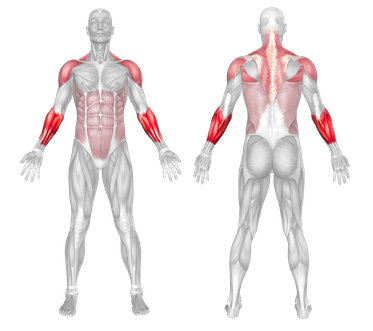 Muscle Groups