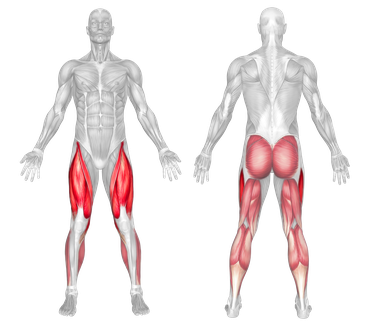 Target Muscle Group