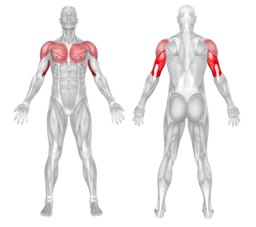 Target Muscle Group