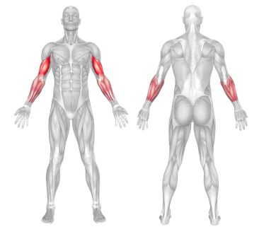 Target Muscle Group