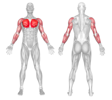 Target Muscle Group