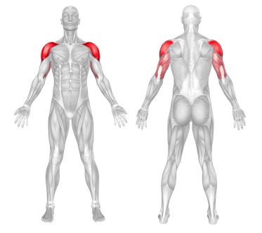 Target Muscle Group