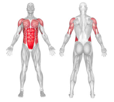 Muscle Group