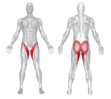 Muscle Groups