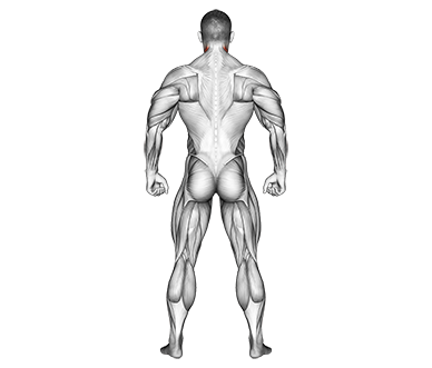 Primary Muscles Neck