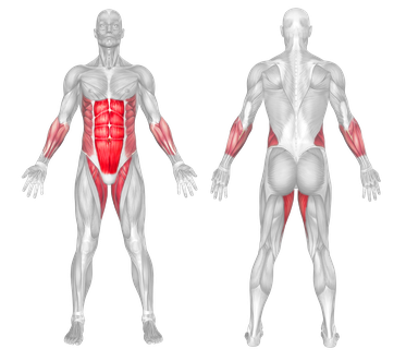 Muscle Group