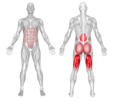 Primary Target Muscles Hamstrings & Lower Back
