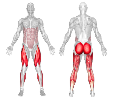 Targets Muscles Quads & Glutes