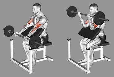 Barbell Preacher Curl