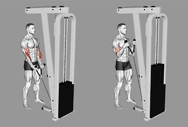 Cable Hammer Curl