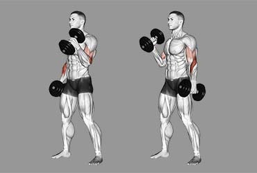 Dumbbell Hammer Curl