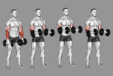 Dumbbell Reverse Curl