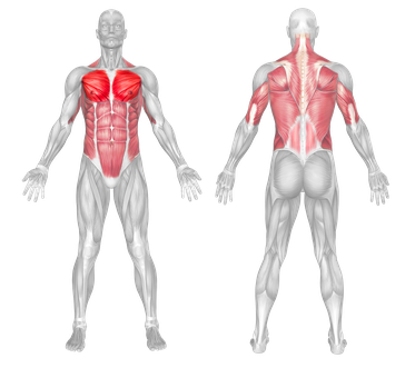 Targeted Muscle Groups