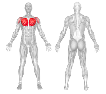 Muscle Groups