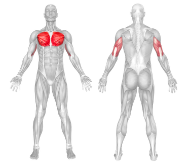Chest Target Muscles, Triceps Secondary Muscles