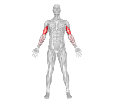 Bicep Primary Target Muscle