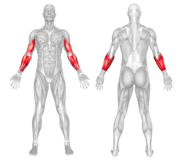 Target Muscles Forearms & Biceps