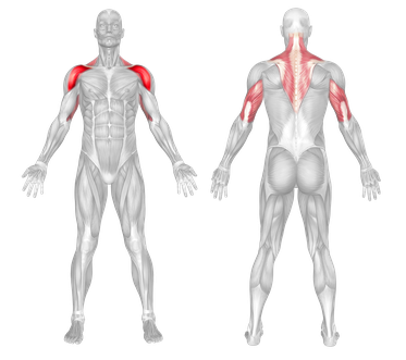 Shoulder Primary Target, Lat & Triceps Secondary