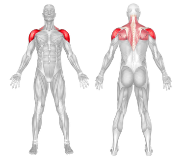 Muscle Group