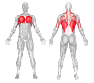 Muscle Groups