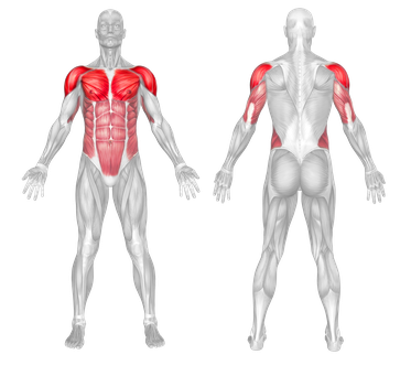 Muscle Groups