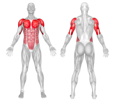 Muscle Groups Worked