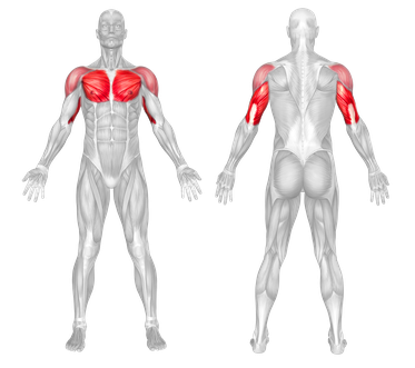 Chest And Triceps Primary Target Muscles