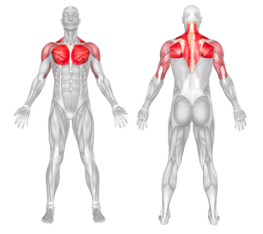 Muscle Groups