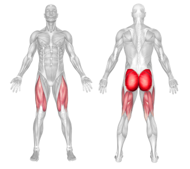 Muscle Group