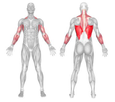 Muscle Group