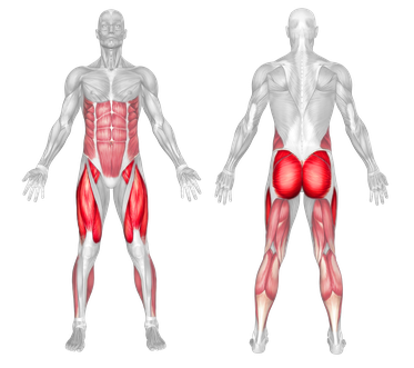Muscle Group