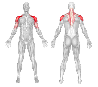 Muscle Groups