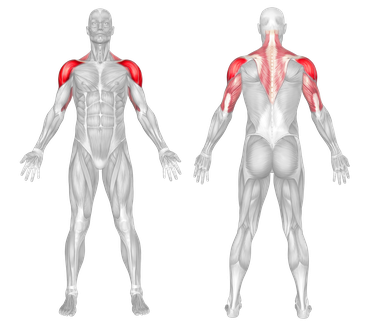 Muscle Groups