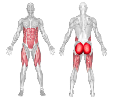 Muscle Group