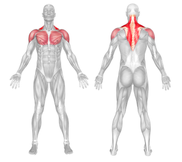 Muscle Group