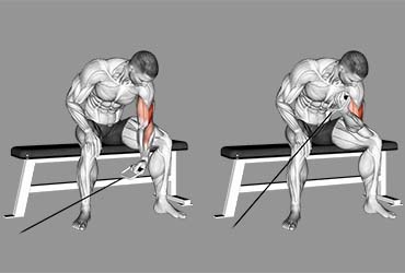 Cable Concentration Curls