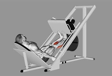 Sled Calf Press